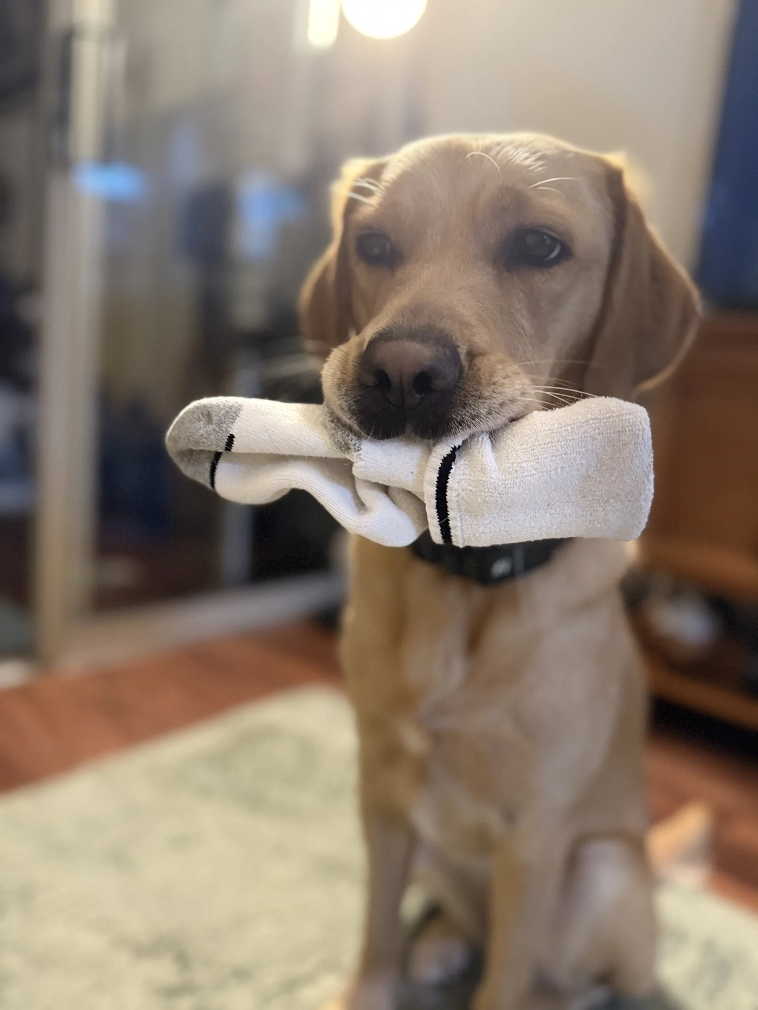Canine Companions Lovey holds a pair of socks in her mouth while staring directly into the camera.