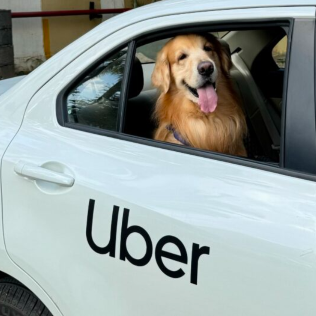 A golden retriever service dog sits in the back seat of a white Uber car with its tongue out, looking out the open window.
